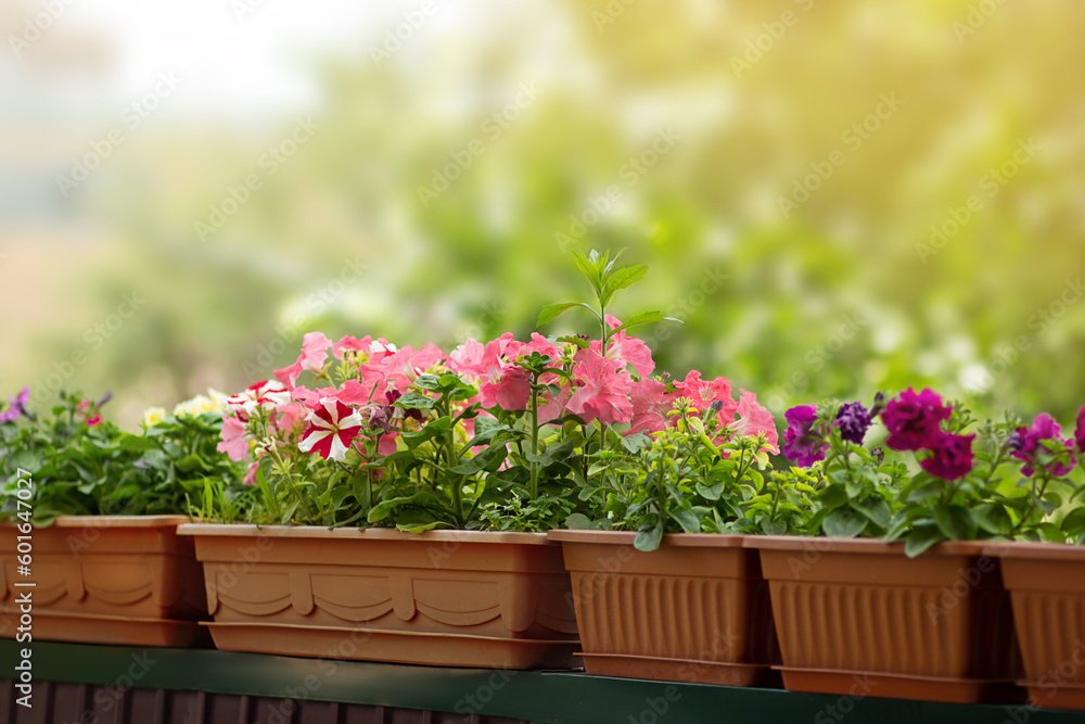 Pink blooming petunias grown in pots stand in row, blurry greenery of trees behind. Concept of gardening, home decor. Copy space