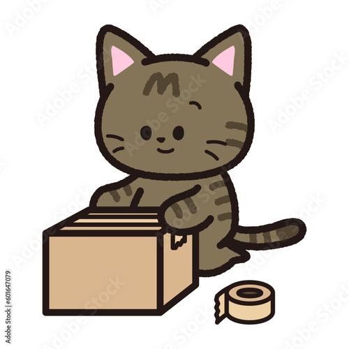 梱包するキジトラ猫