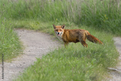 Rotfuchs (Vulpes vulpes) photo