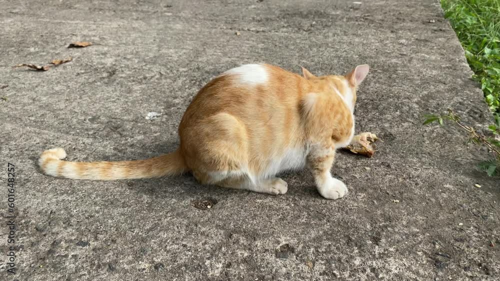 white yellow sick stray cat eats food. Alley cat looks around while feeding. homeless cat eats chicken meat with bones on the ground. animal volunteers help stray animals. Volunteer With Animals white yellow sick stray cat eats food. Alley cat looks around while feeding. homeless cat eats chicken meat with bones on the ground. animal volunteers help stray animals. Volunteer With Animals