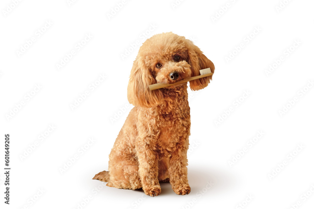 Toy poodle with toothbrush sitting on white background - Concept of dog dental care - obrazy, fototapety, plakaty 