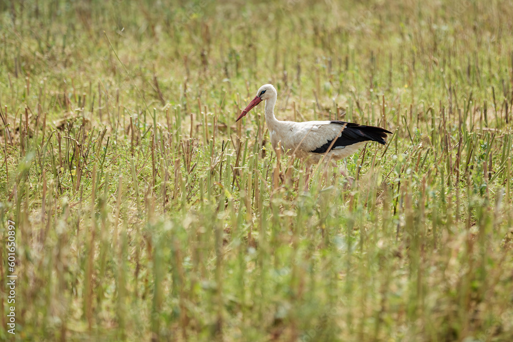 Naklejka premium Storks walk around the harvested field and look for food. Agriculture and wildlife.