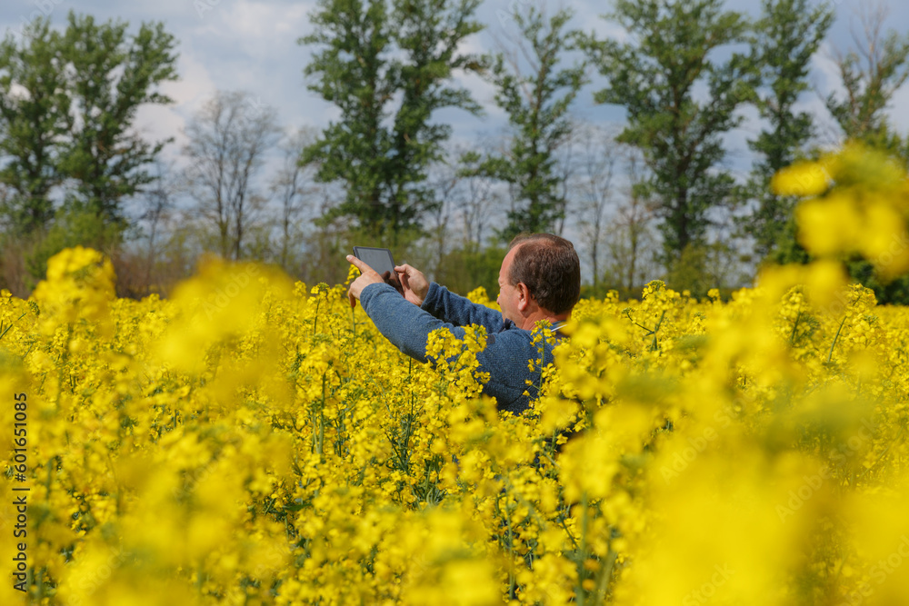 Agronomist man inspects rapeseed crops. Increasing yields and organic food production. Application of new technologies in agriculture.