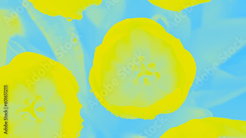 Yellow lemon color flowers tulips on a blue background 16:9 panoramic format
