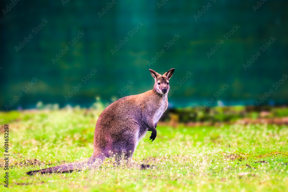 Bennett-Wallabys sind eine Art von Wallaby, die in Australien beheimatet sind. Sie gehören zur Familie der Kängurus.