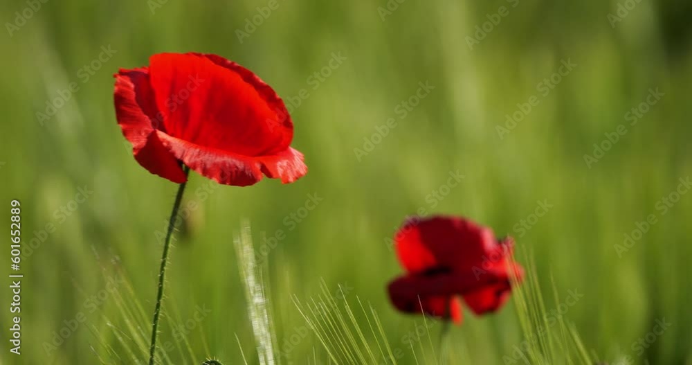 Field of poppies , Occitan, Gard department, France Field of poppies , Occitan, Gard department, France