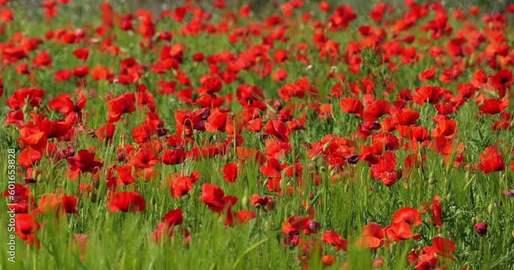Field of poppies , Occitan, Gard department, France Field of poppies , Occitan, Gard department, France