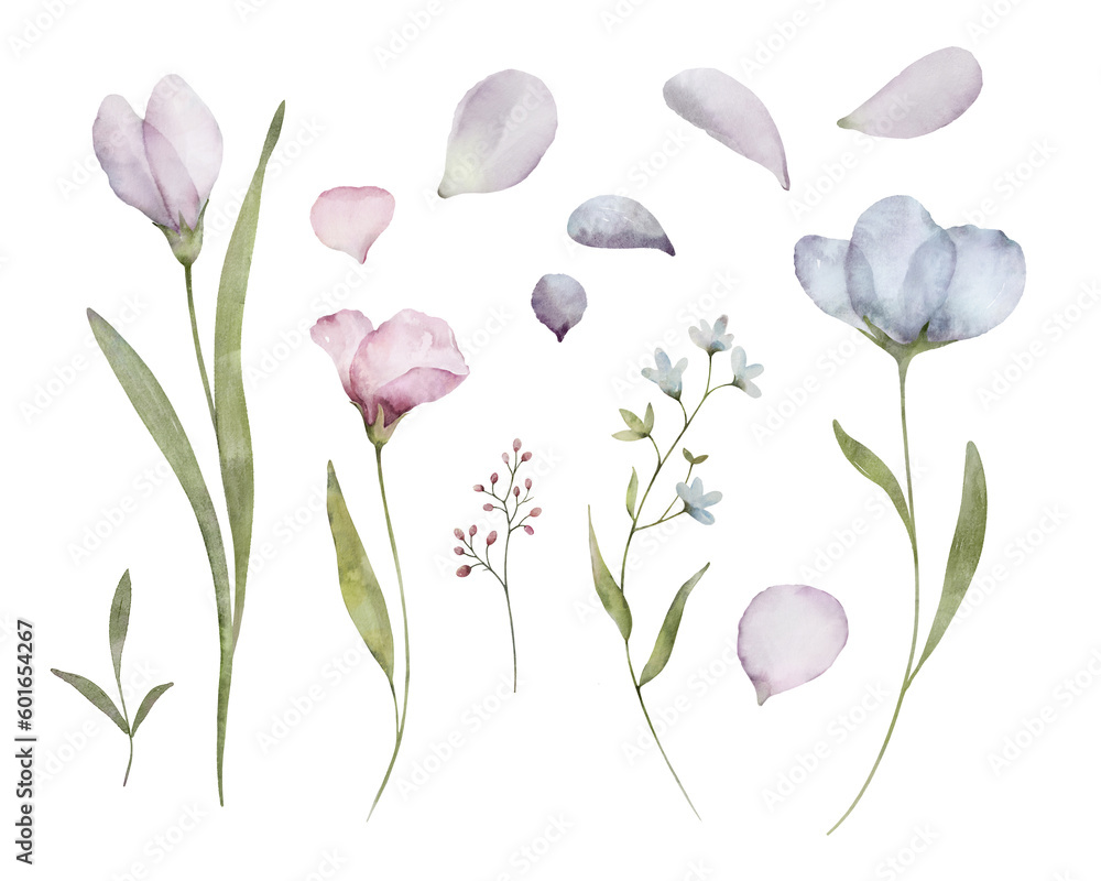 Botanic illustration isolated on white background. Set watercolor elements of flowers collection garden blue, spring flowers, leaves, petals.