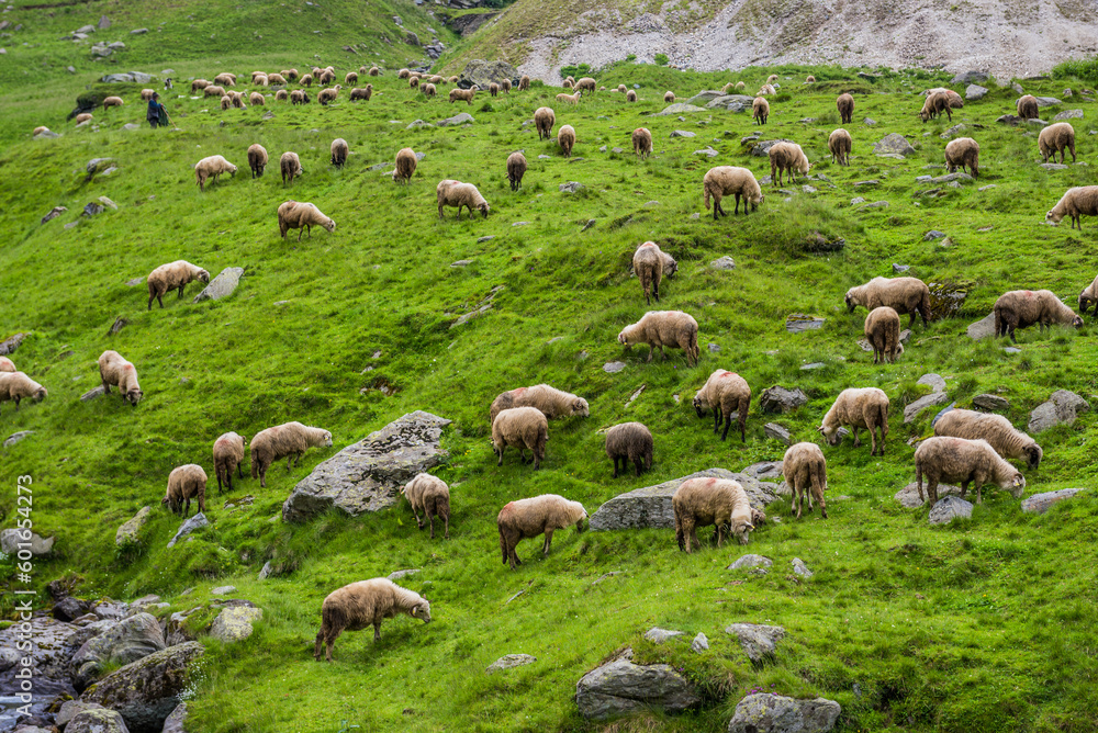 Fototapeta premium Sheeps on a grass next to Transfagarasan Road in Carpathian Mountains in Romania