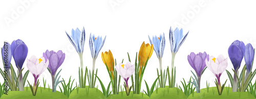 Vector border watercolor spring, summer colorful flowers crocuses