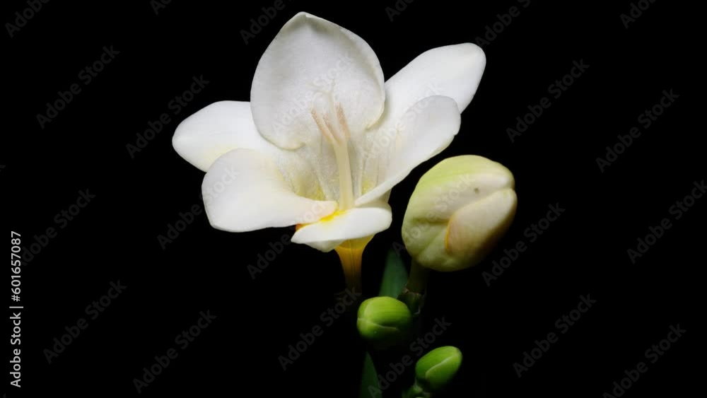 Time lapse of growing white freesia refracta Klatt flower from bud to full blossom. Spring flower freesia blooming isolated on black background, 4k video studio shot, close up view. Time lapse of growing white freesia refracta Klatt flower from bud to full blossom. Spring flower freesia blooming isolated on black background, 4k video studio shot, close up view.