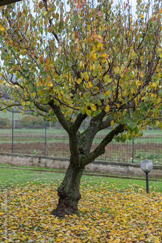 Beautiful autumn apricot tree with green, yellow and orange leaves on the branches, fruits orchard in autumn time, colourful leaves fallen down under the apricot tree