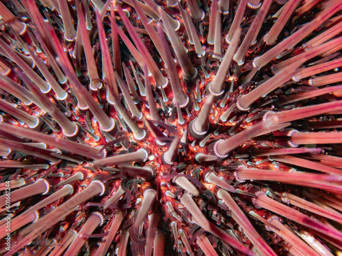 close up of red urchin sea. Paracentrotus lividus. Mediterranean Sea. Girona, Costa Brava.