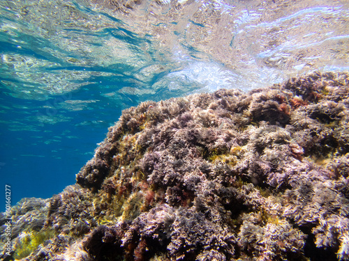 Seaweed rocky bottoms in clear waters. Underwater view. Costa Brava. Mediterranean Sea. Water surface.
