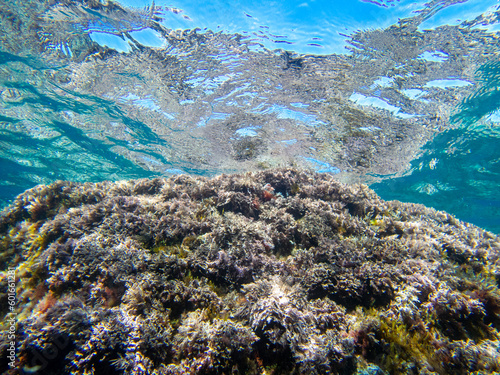 Seaweed rocky bottoms in clear waters. Underwater view. Costa Brava. Mediterranean Sea. Water surface. © jordi