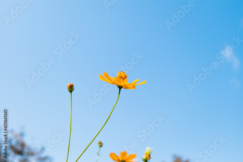 Yellow cosmos flower field with bright sky.