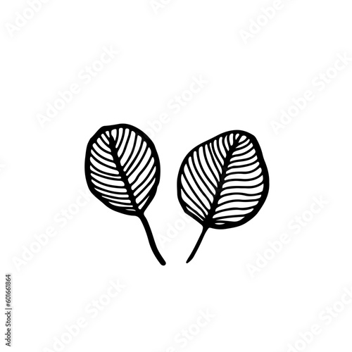 Black ink line art leaves  hand drawn elements on white background