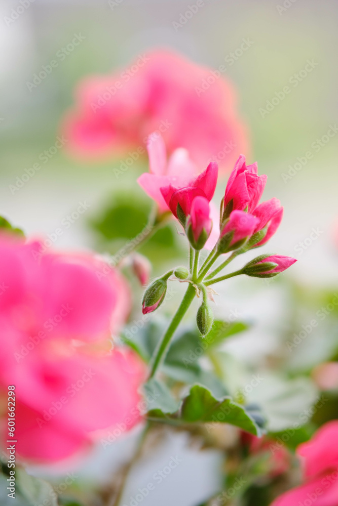 ピンク色のゼラニウムの花びらを背景をぼかして浮き上がらせる。露出を明るく仕上げる。