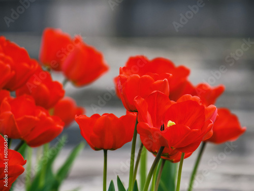 bunch of red tulips outdoors. easter background with flowers