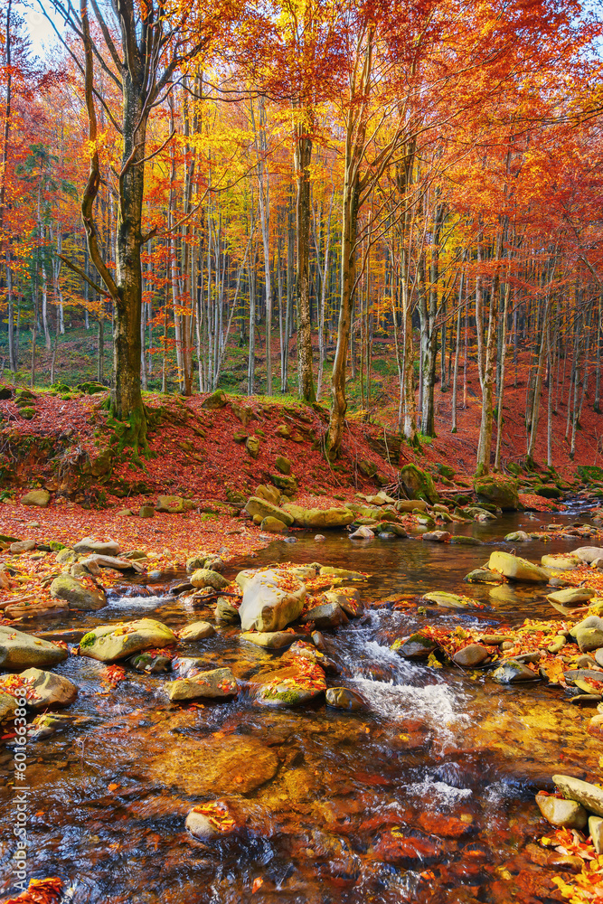 calm mountain river in the forest. beautiful nature landscape in autumn. trees in fall colors on a sunny day