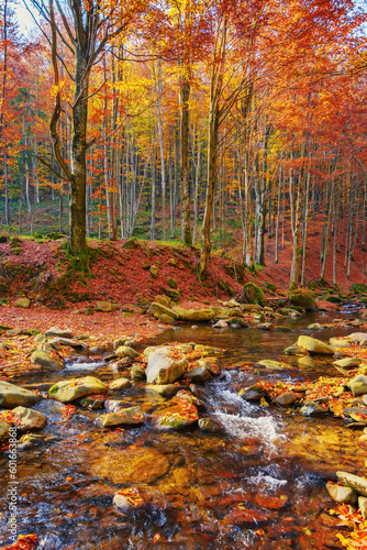 calm mountain river in the forest. beautiful nature landscape in autumn. trees in fall colors on a sunny day