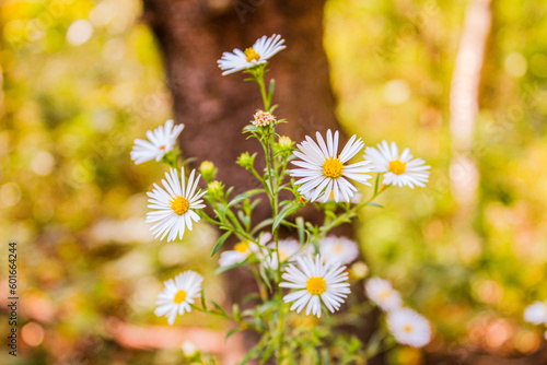 daisies in the meadow