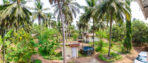 Fotografie Coconut palm grove