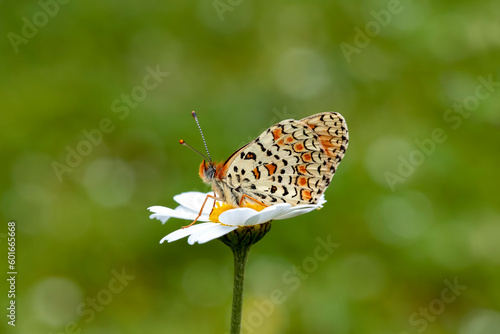 Algerian Iparkhan butterfly (Melitaea ornata) on plant photo