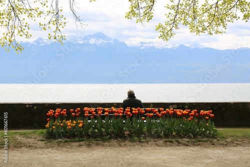 Beautiful tulips are behind the man. From above, tree branches, still with small leaves. And ahead is Lake Geneva, behind which the French Alps can be seen. The city of Morges. Switzerland.