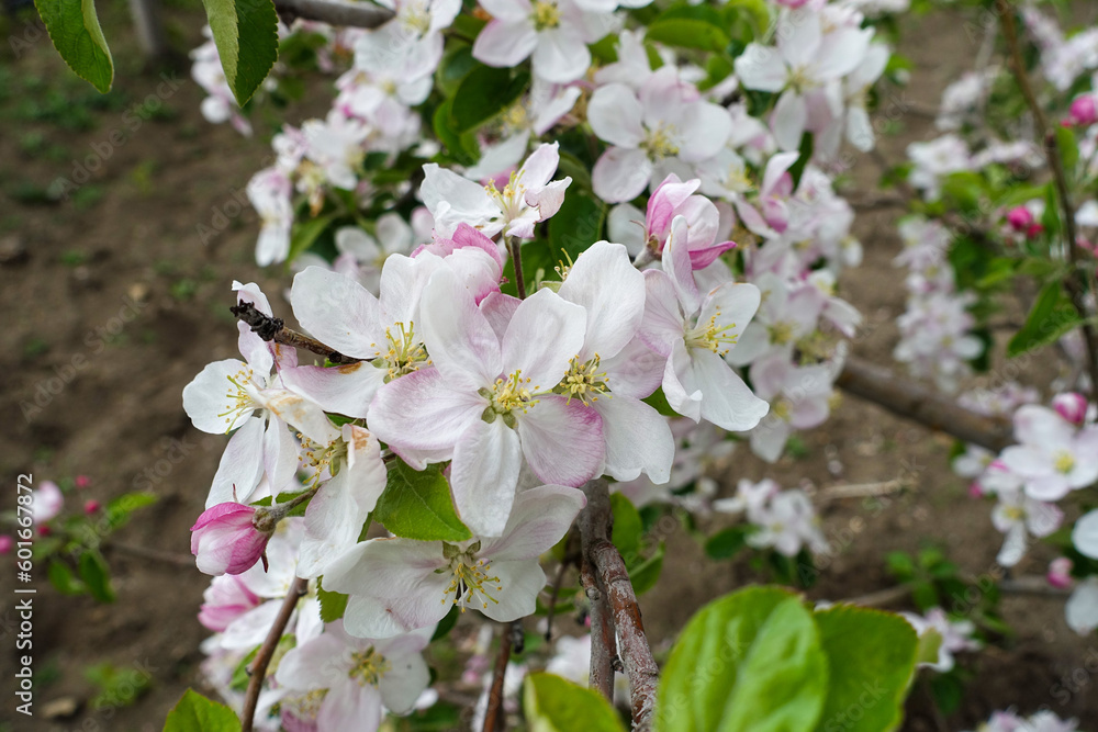 blooming apple tree, overblooming apple tree, blooming apple tree, overblooming apple tree,
