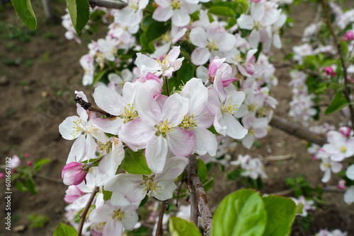 blooming apple tree, overblooming apple tree,