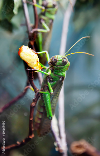 Desert locust (lat. Schistocerca gregaria) green sitting on the branches of a tree among the foliage. Wildlife fauna insects. photo