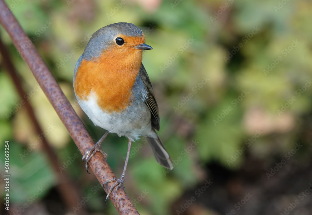 A beautiful European robin, erithacus rubecula, perching in a garden. A beautiful European robin, erithacus rubecula, perching in a garden.