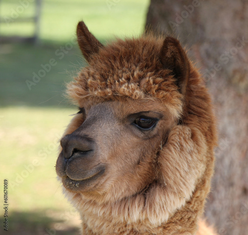 alpaca (Lama pacos) face portrait - close up
