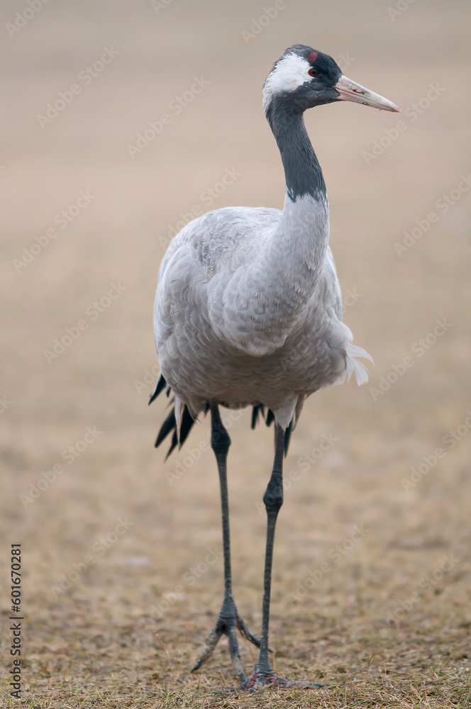 Fototapeta premium Common crane portrait (Grus grus)