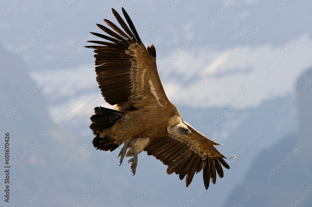 Obraz premium Eurasian griffon vulture (Gyps fulvus) flying