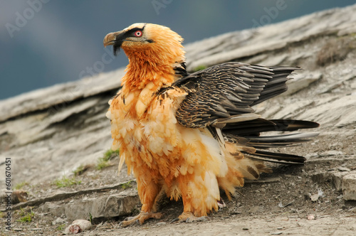 Bearded vulture portrait (Gypaetus barbatus)