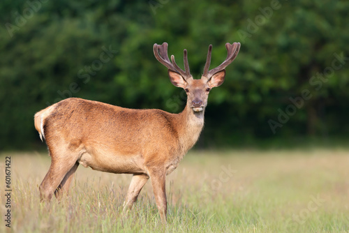 Red deer stag with velvet antlers in summer