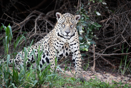 Jaguar lying on a river bank in natural habitat