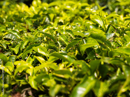 Tea plantations India leaves 