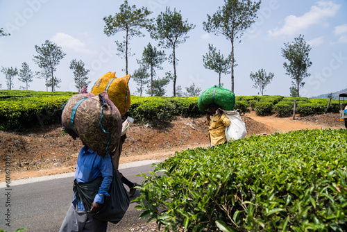 Tea plantations India leaves 