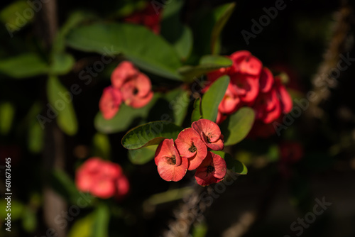 Wolsmilch Euphorbia mit roten Blüten 