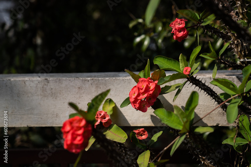 Wolsmilch Euphorbia mit roten Blüten 