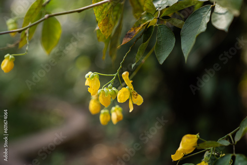 Pflanzen grün Blüte Indien Asien 