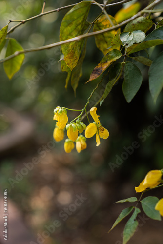 Pflanzen grün Blüte Indien Asien 