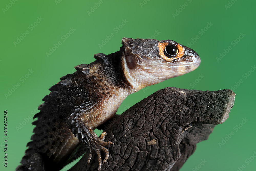 Obraz premium Red-eyed Crocodile Skink (Tribolonotus gracilis).
