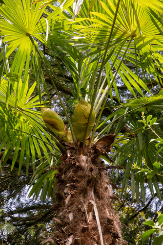 Palm cherries taken from below with palm leaves and trunk