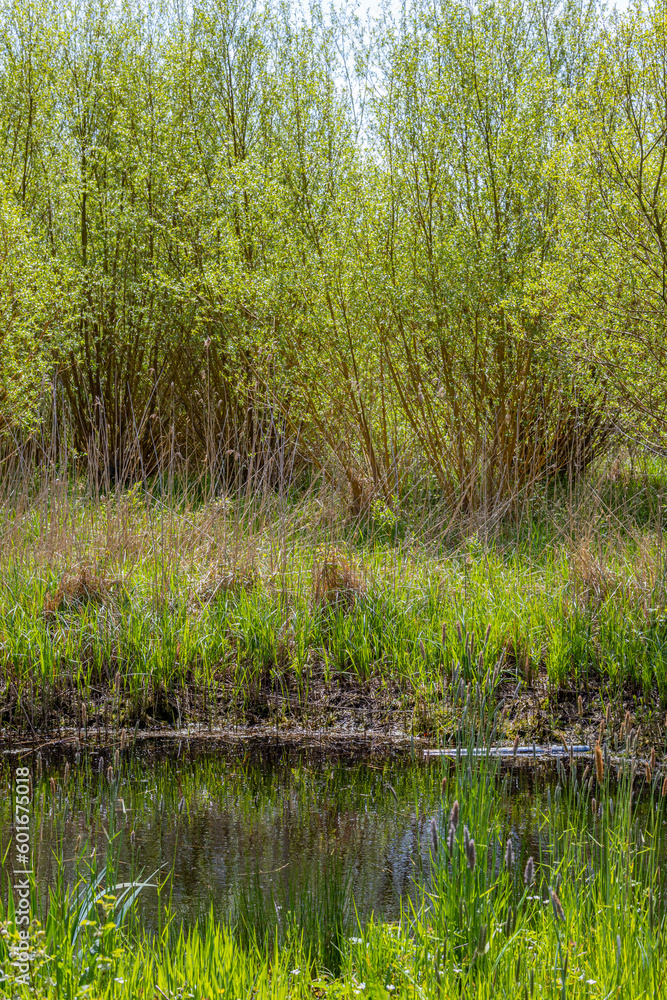 Muddy pond surrounded by wild grass, vegetation and trees with green foliage in background, reflection on water surface, sunny day in IJzerenbos nature reserve area, South Limburg in the Netherlands Muddy pond surrounded by wild grass, vegetation and trees with green foliage in background, reflection on water surface, sunny day in IJzerenbos nature reserve area, South Limburg in the Netherlands