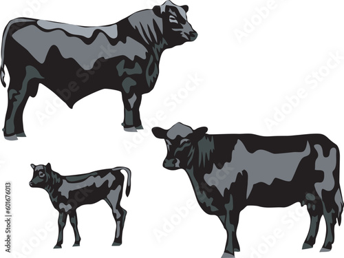 Black Angus - vector illustration