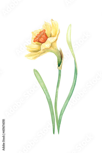 Foto Watercolor yellow daffodil flower with green stem and thin leaves